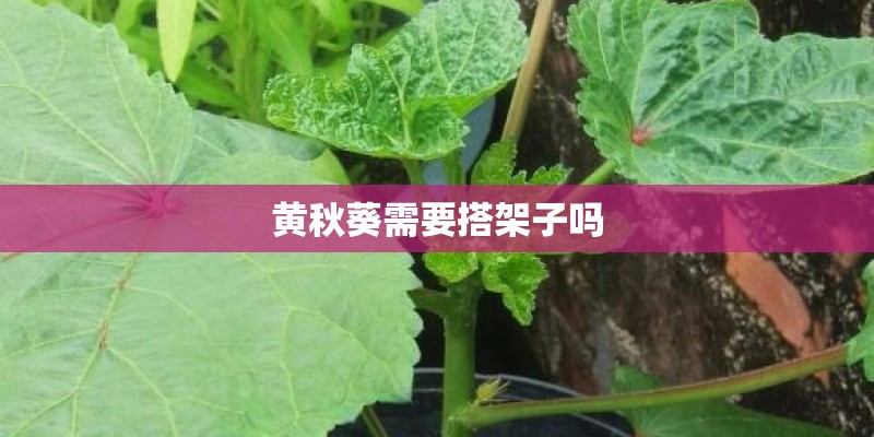 黄秋葵需要搭架子吗