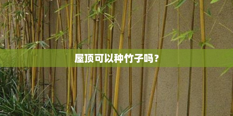 屋顶可以种竹子吗？