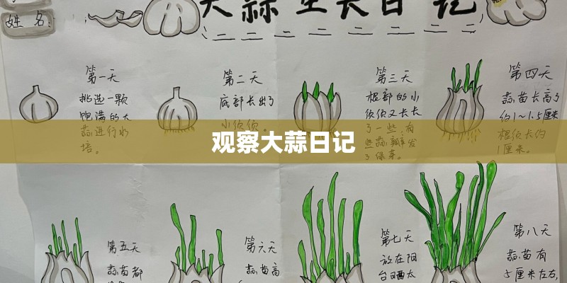 观察大蒜日记