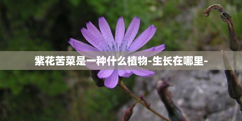 紫花苦菜是一种什么植物-生长在哪里-