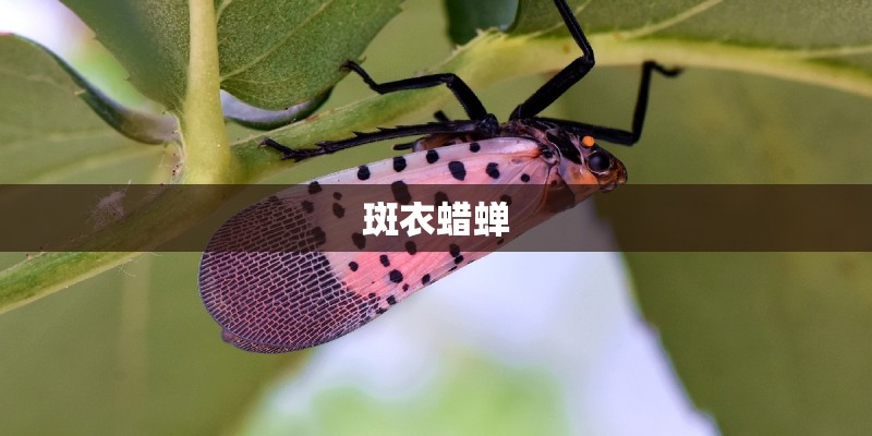 斑衣蜡蝉