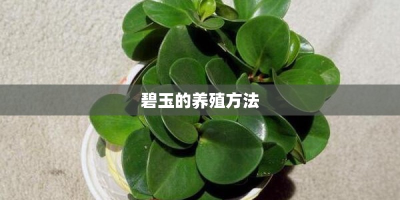 碧玉的养殖方法