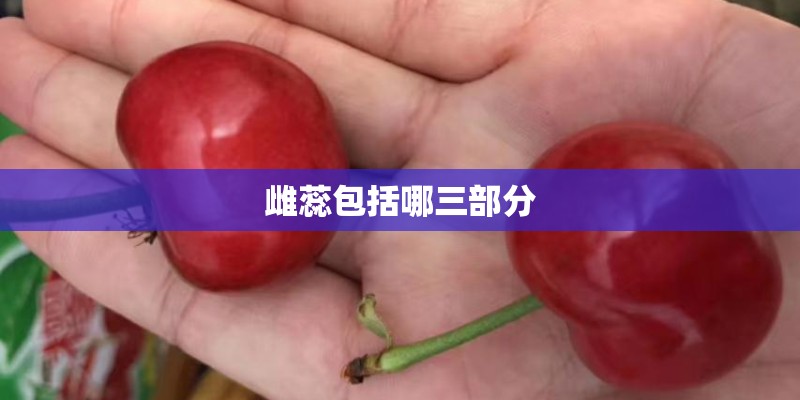 雌蕊包括哪三部分