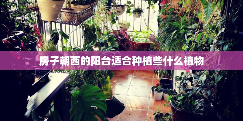 房子朝西的阳台适合种植些什么植物