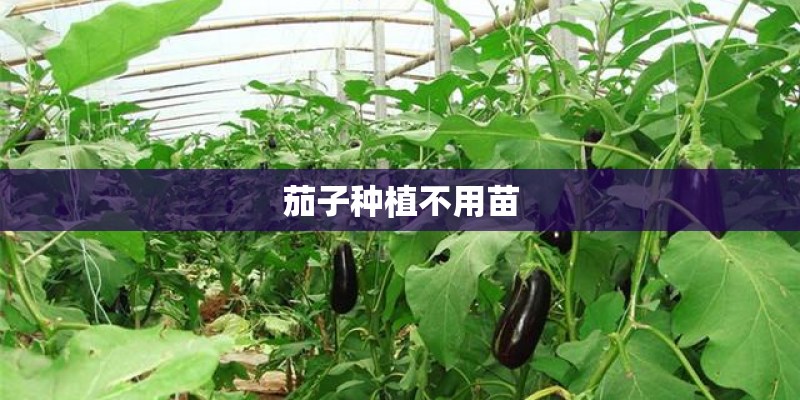 茄子种植不用苗