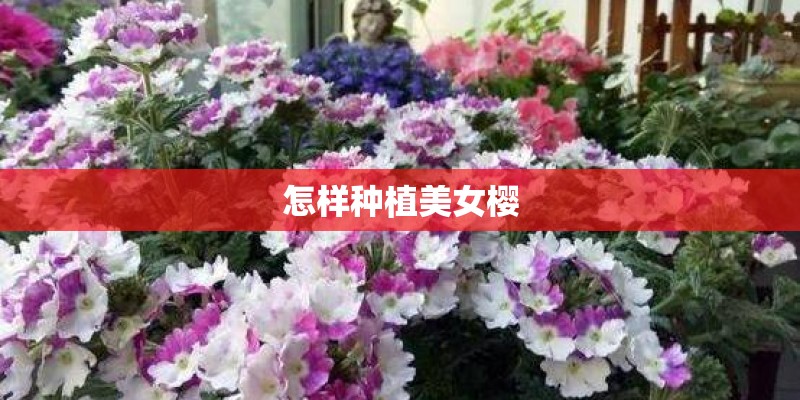 怎样种植美女樱