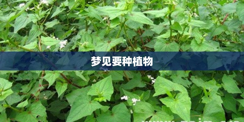 梦见要种植物