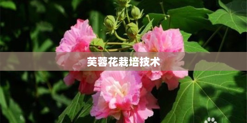 芙蓉花栽培技术
