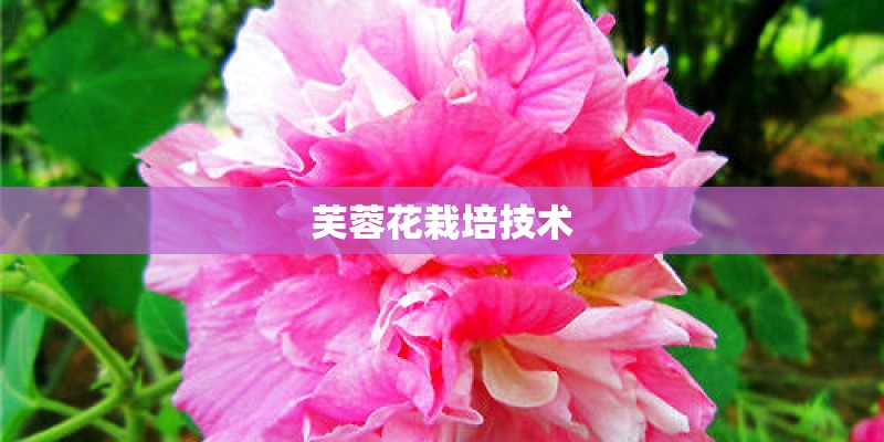 芙蓉花栽培技术