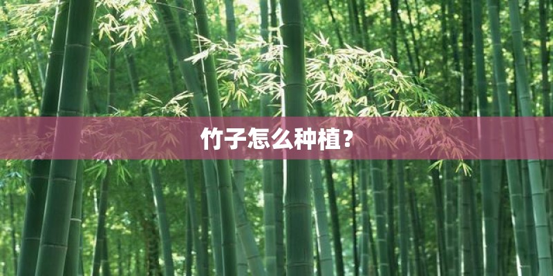 竹子怎么种植？
