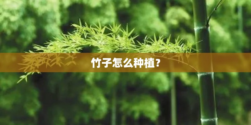 竹子怎么种植？