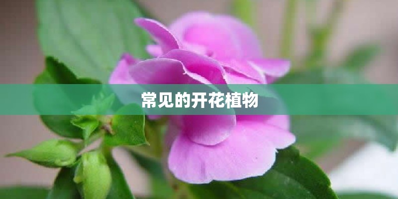 常见的开花植物