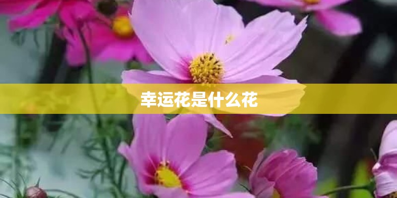 幸运花是什么花