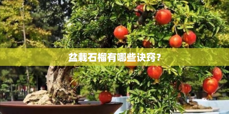 盆栽石榴有哪些诀窍？