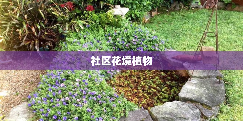 社区花境植物