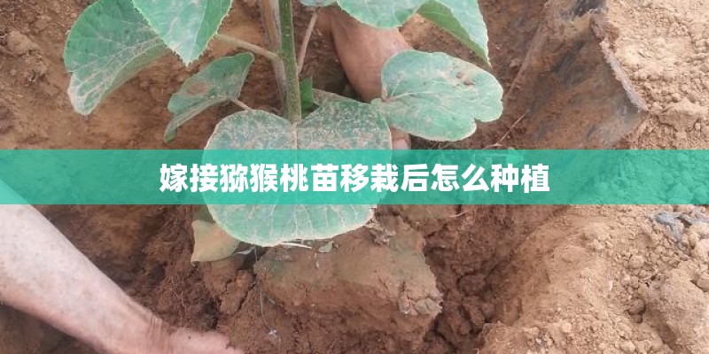 嫁接猕猴桃苗移栽后怎么种植