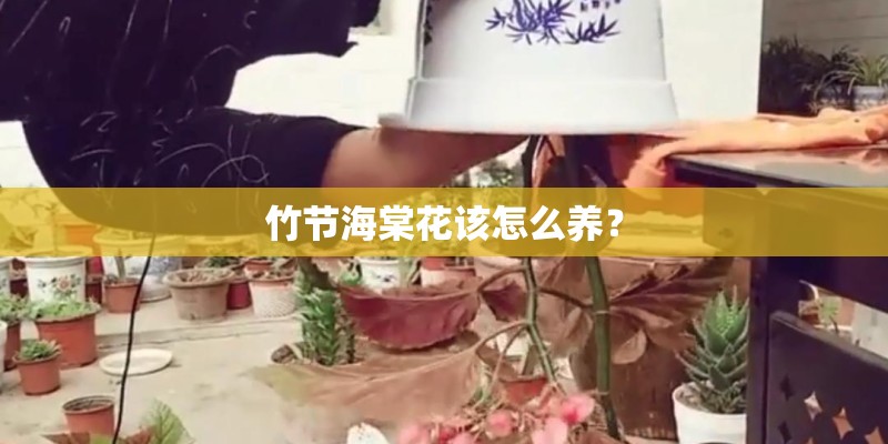 竹节海棠花该怎么养？