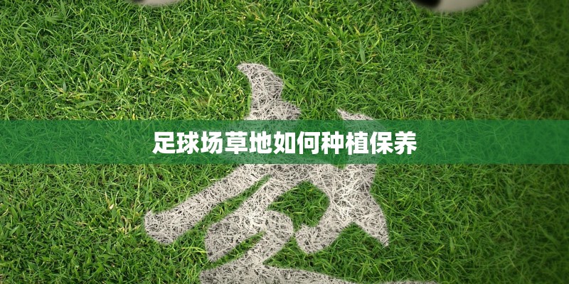 足球场草地如何种植保养
