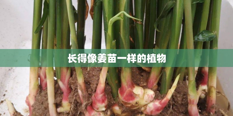 长得像姜苗一样的植物