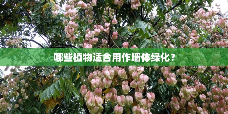 哪些植物适合用作墙体绿化？