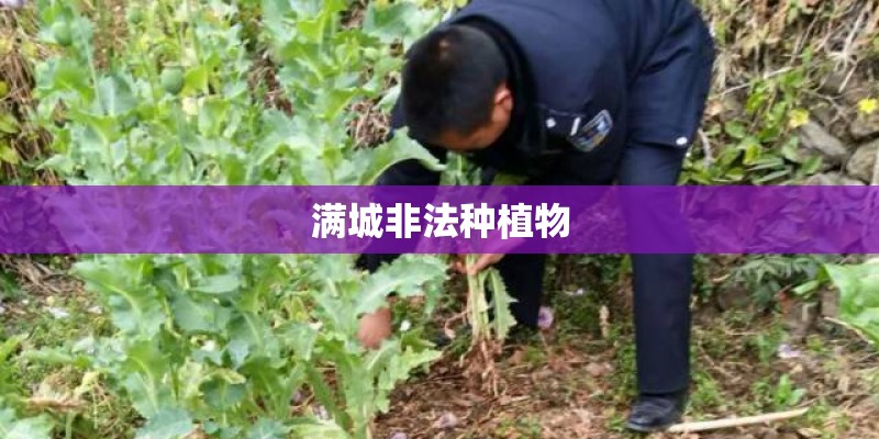 满城非法种植物