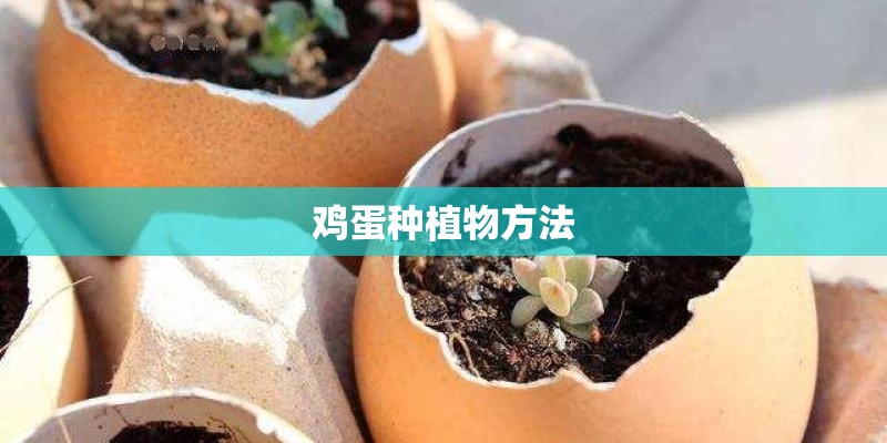 鸡蛋种植物方法