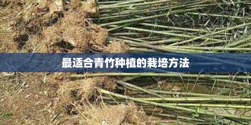 最适合青竹种植的栽培方法