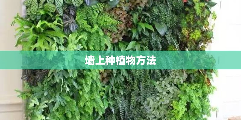 墙上种植物方法