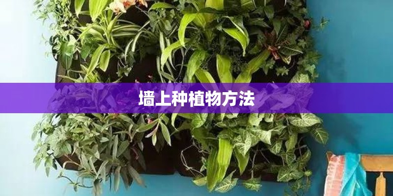 墙上种植物方法