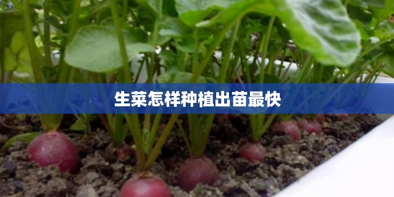 生菜怎样种植出苗最快