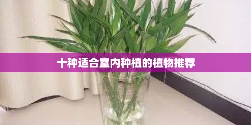 十种适合室内种植的植物推荐