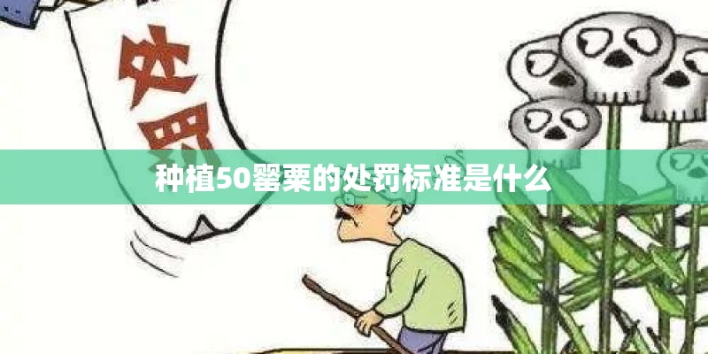 种植50罂粟的处罚标准是什么