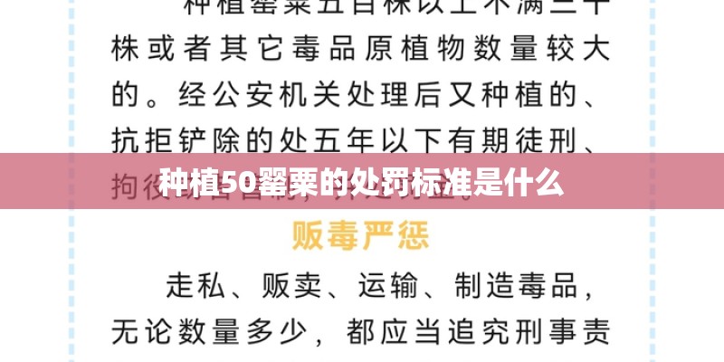 种植50罂粟的处罚标准是什么