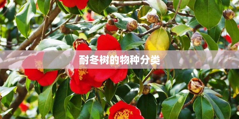 耐冬树的物种分类 耐冬树的物种分类