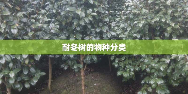 耐冬树的物种分类 耐冬树的物种分类