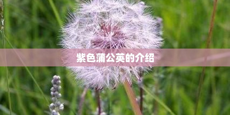 紫色蒲公英的介绍