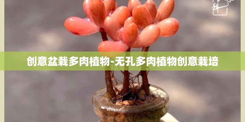 创意盆栽多肉植物-无孔多肉植物创意栽培