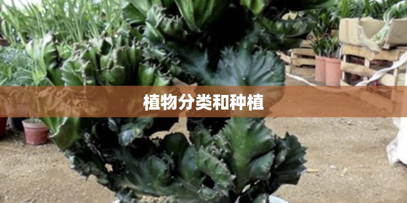 植物分类和种植
