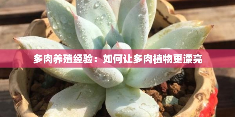 多肉养殖经验：如何让多肉植物更漂亮