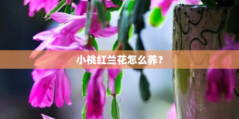 小桃红兰花怎么养？