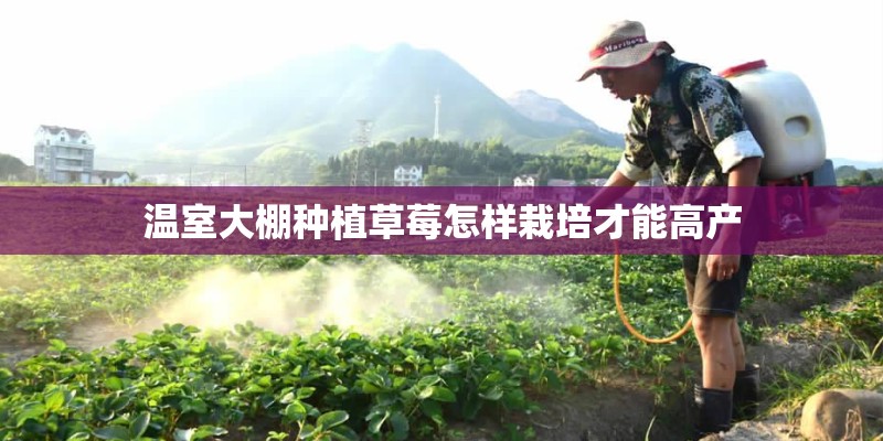 温室大棚种植草莓怎样栽培才能高产