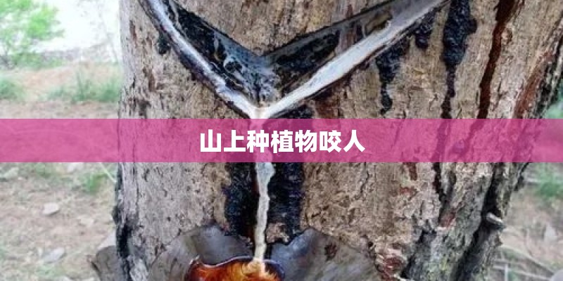 山上种植物咬人