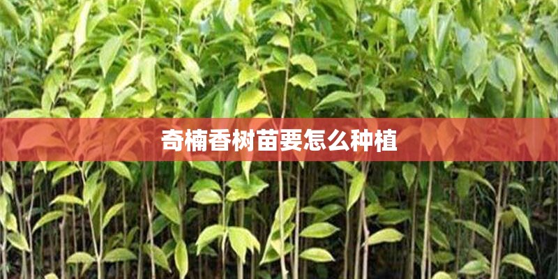 奇楠香树苗要怎么种植