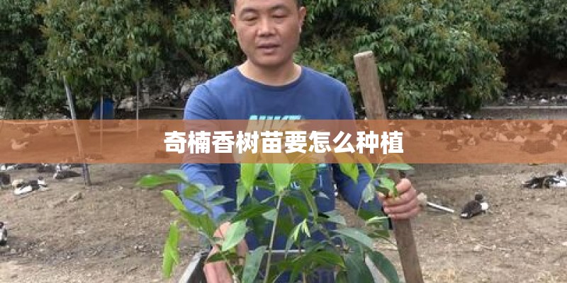 奇楠香树苗要怎么种植