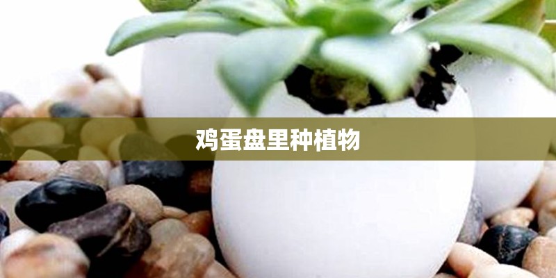 鸡蛋盘里种植物