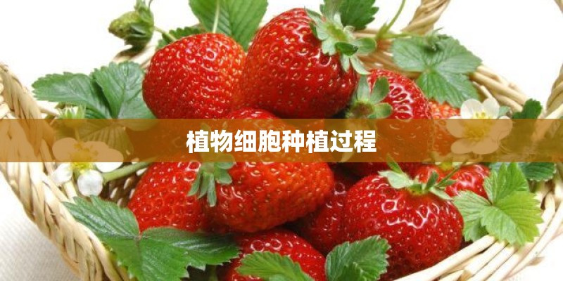 植物细胞种植过程