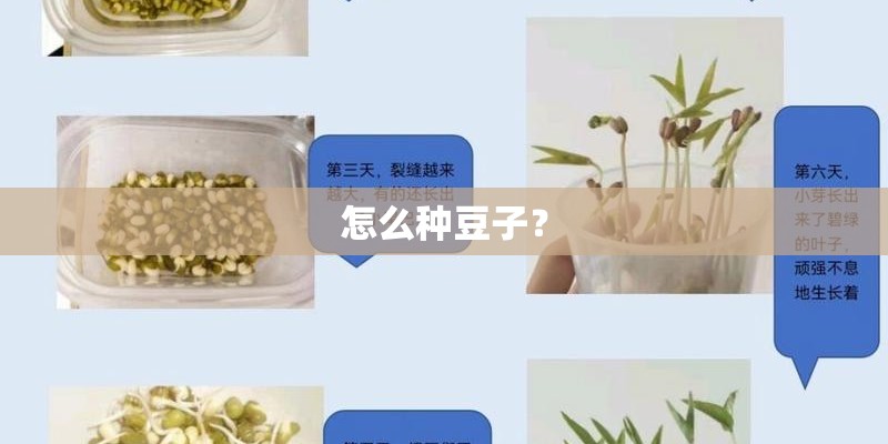 怎么种豆子？