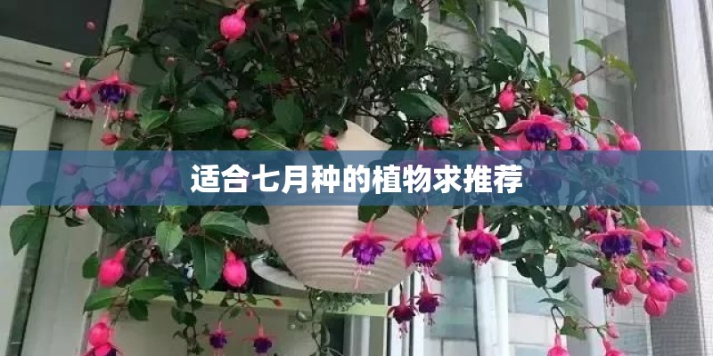 适合七月种的植物求推荐