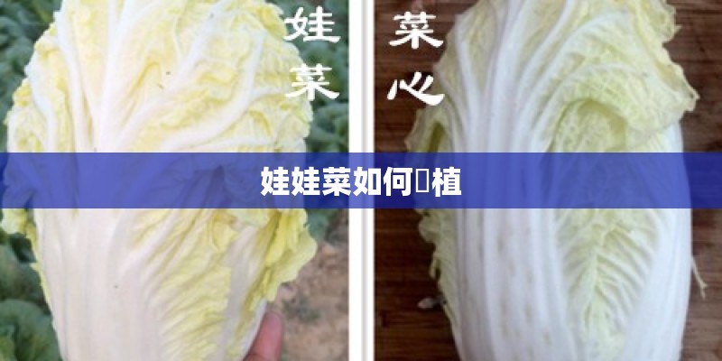 娃娃菜如何種植