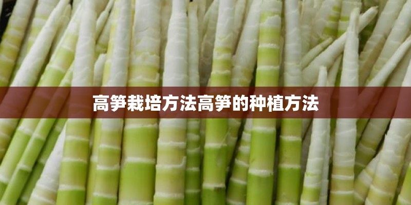 高笋栽培方法高笋的种植方法